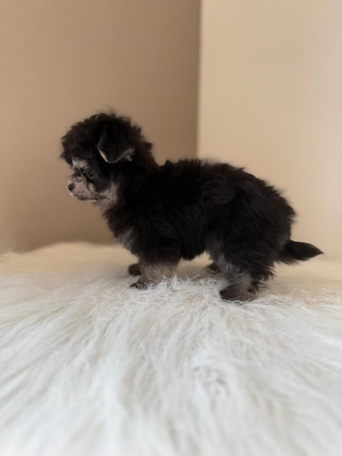 埼玉県のチワマル/マルチワ(チワワ×マルチーズ) (PETSHOP FATIS/2026年1月22日生まれ/女の子/ブラックタン)の子犬の4枚目の画像