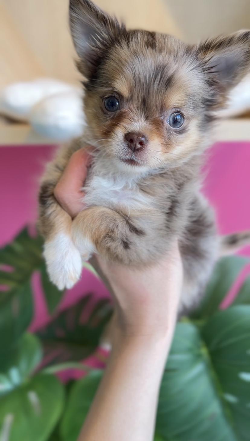 埼玉県のチワワ(ロング) (PET SHOP Tiny tales/2025年12月14日生まれ/男の子/チョコレートマール)の子犬の1枚目の画像