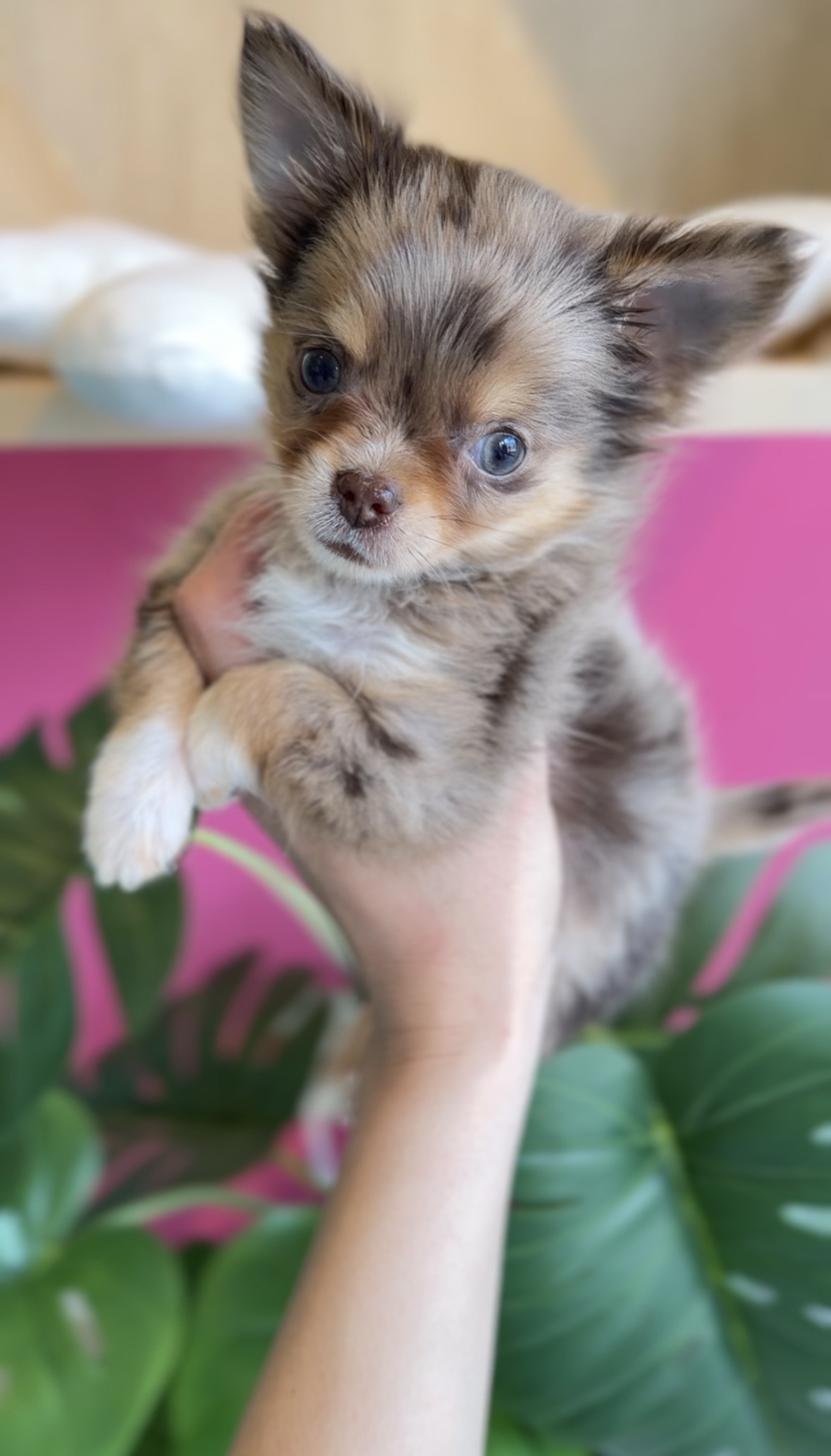 埼玉県のチワワ(ロング) (PET SHOP Tiny tales/2025年12月14日生まれ/男の子/チョコレートマール)の子犬の2枚目の画像