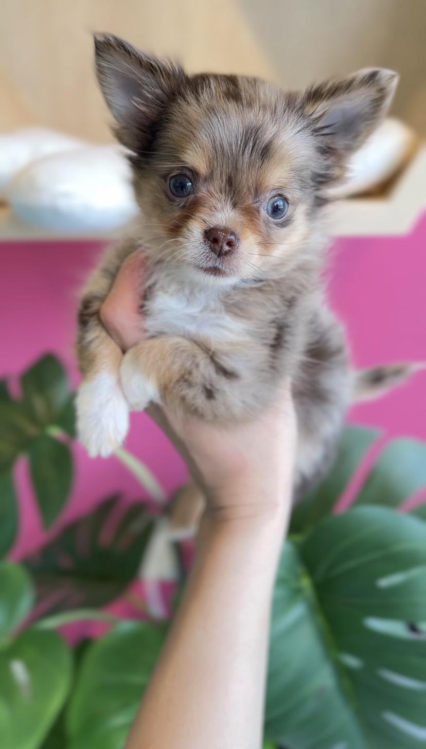 埼玉県のチワワ(ロング) (PET SHOP Tiny tales/2025年12月14日生まれ/男の子/チョコレートマール)の子犬の3枚目の画像