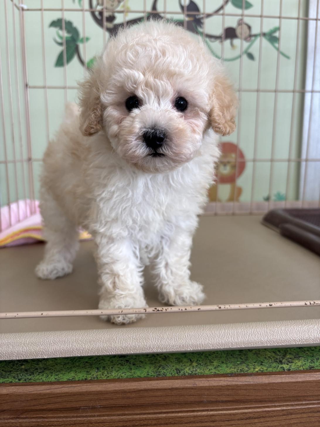 愛知県のタイニープードル (子いぬの足あと/2025年7月5日生まれ/男の子/ホワイト)の子犬