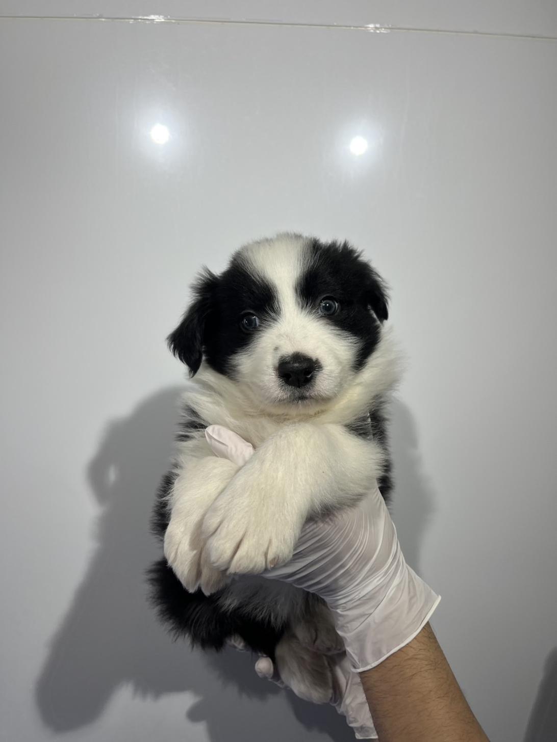 埼玉県のボーダーコリー (ペッツスマイル加須インター店/2025年12月6日生まれ/男の子/ブラックホワイト)の子犬の1枚目の画像