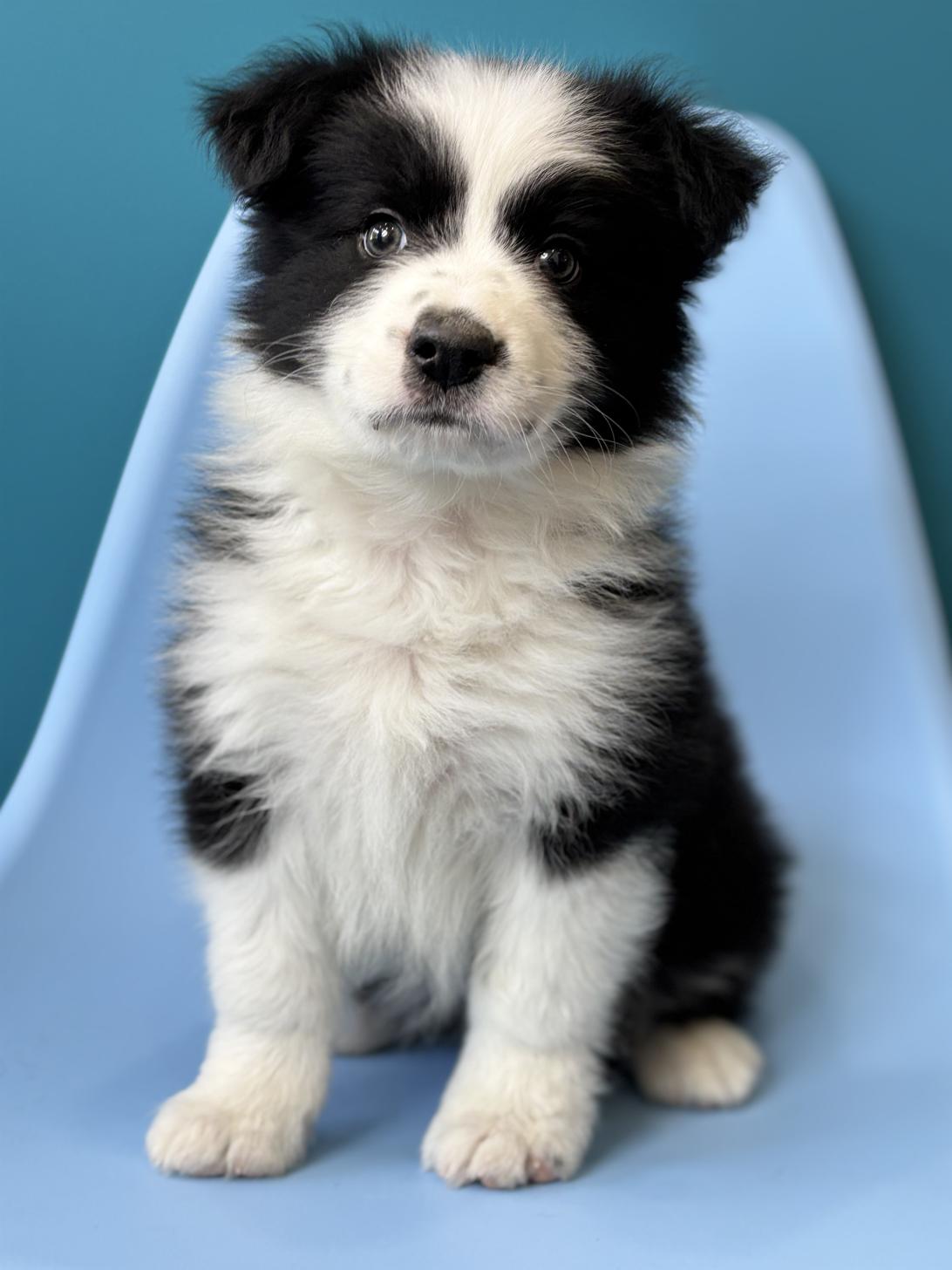 埼玉県のボーダーコリー (ペッツスマイル加須インター店/2025年12月6日生まれ/男の子/ブラックホワイト)の子犬の1枚目の画像
