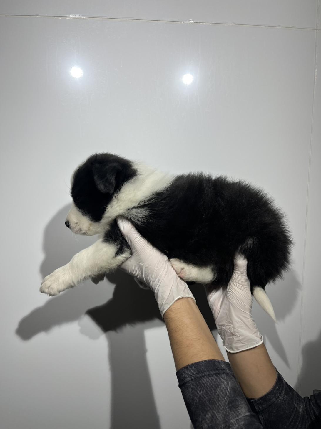 埼玉県のボーダーコリー (ペッツスマイル加須インター店/2025年12月6日生まれ/男の子/ブラックホワイト)の子犬の2枚目の画像