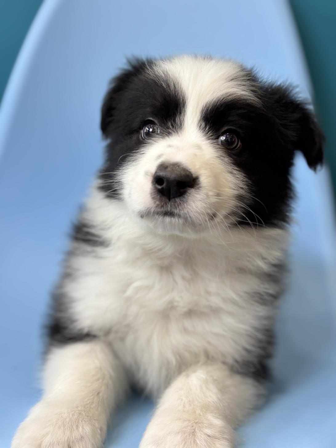 埼玉県のボーダーコリー (ペッツスマイル加須インター店/2025年12月6日生まれ/男の子/ブラックホワイト)の子犬の2枚目の画像