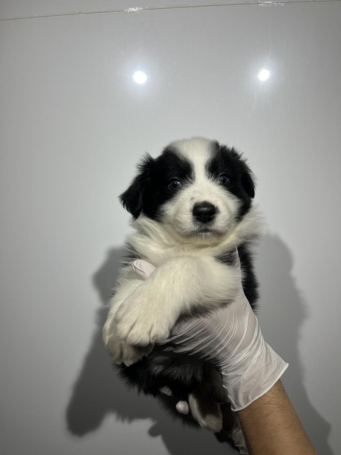 埼玉県のボーダーコリー (ペッツスマイル加須インター店/2025年12月6日生まれ/男の子/ブラックホワイト)の子犬の3枚目の画像