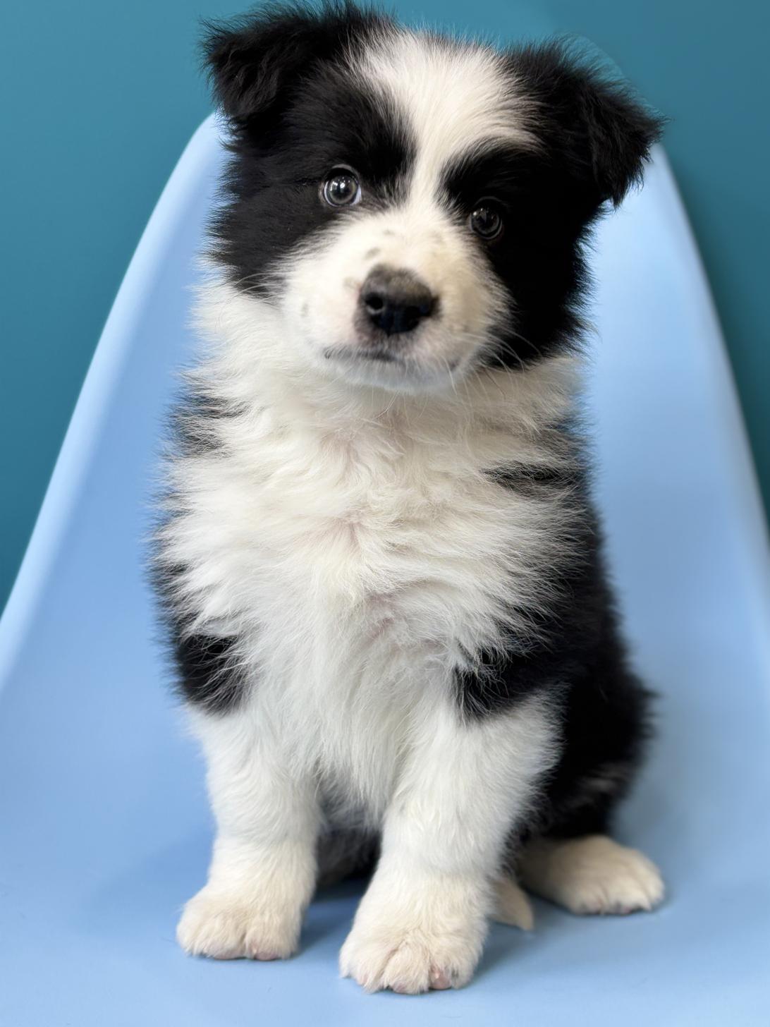 埼玉県のボーダーコリー (ペッツスマイル加須インター店/2025年12月6日生まれ/男の子/ブラックホワイト)の子犬の3枚目の画像