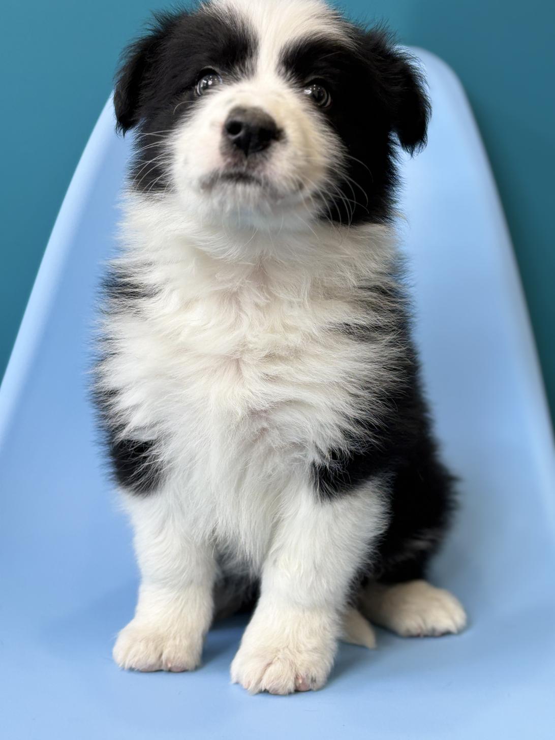 埼玉県のボーダーコリー (ペッツスマイル加須インター店/2025年12月6日生まれ/男の子/ブラックホワイト)の子犬の4枚目の画像