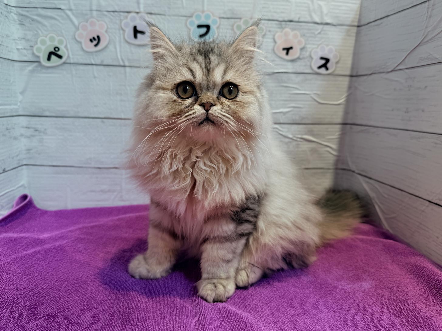 北海道のミヌエット (ペットフェイス大谷地店/2025年9月8日生まれ/男の子/シルバータビー)の子猫の1枚目の画像