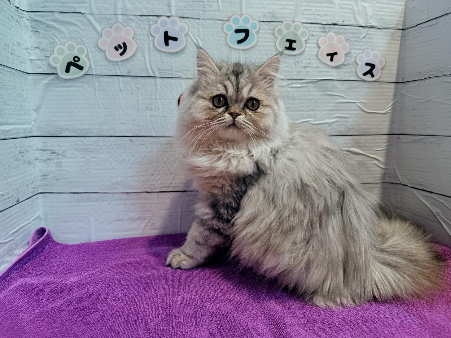 北海道のミヌエット (ペットフェイス大谷地店/2025年9月8日生まれ/男の子/シルバータビー)の子猫の2枚目の画像