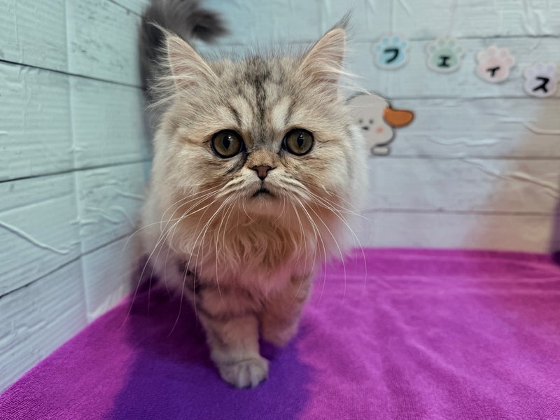 北海道のミヌエット (ペットフェイス大谷地店/2025年9月8日生まれ/男の子/シルバータビー)の子猫の3枚目の画像