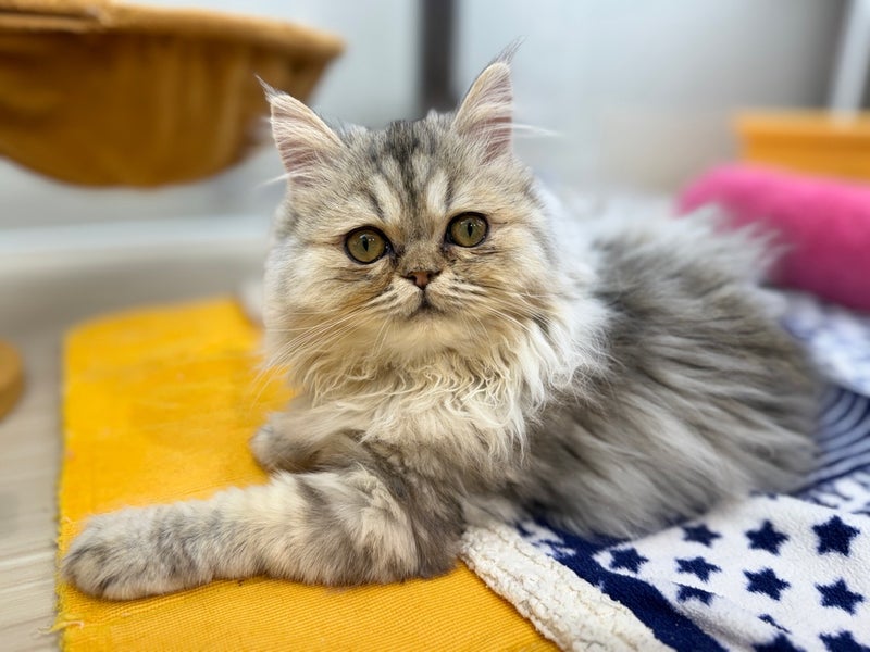 北海道のミヌエット (ペットフェイス大谷地店/2025年9月8日生まれ/男の子/シルバータビー)の子猫の4枚目の画像