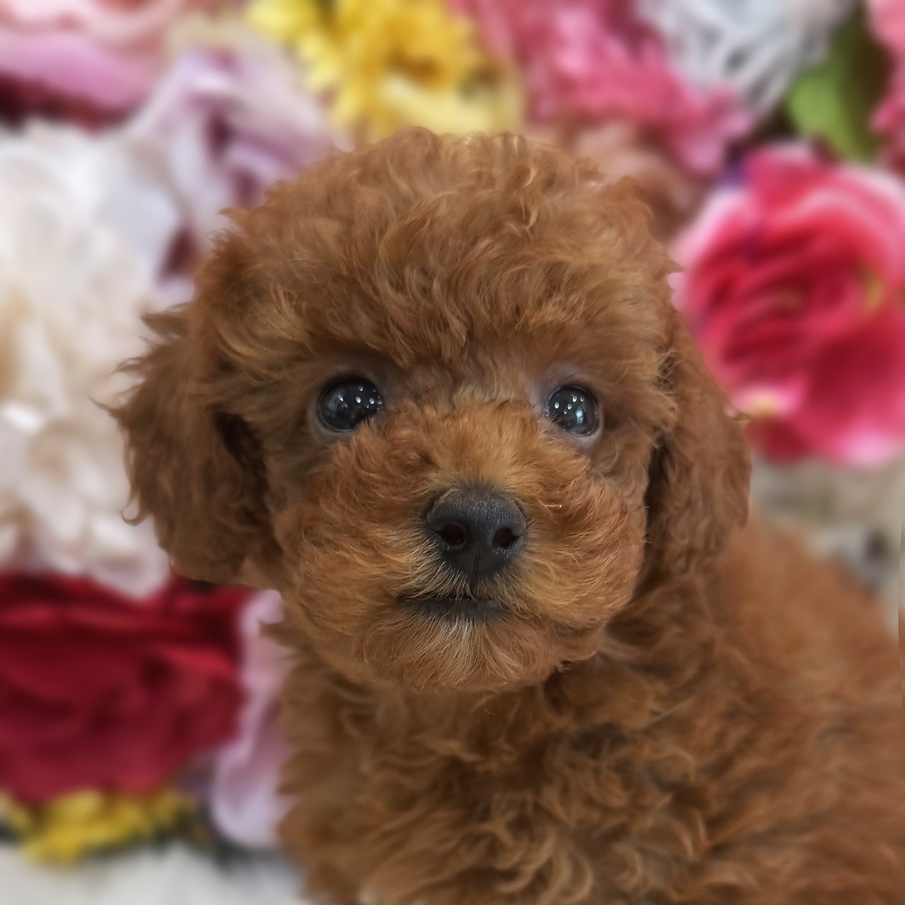 福岡県のトイプードル(トイ) (スタードッグス大牟田店/2026年8月12日生まれ/女の子/レッド)の子犬