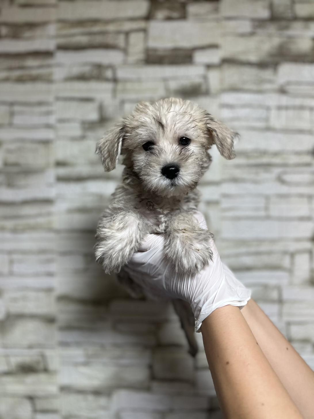 埼玉県のハーフ犬・ミックス犬 (ペッツスマイル南中野店/2025年7月22日生まれ/男の子/フォーン)の子犬の1枚目の画像