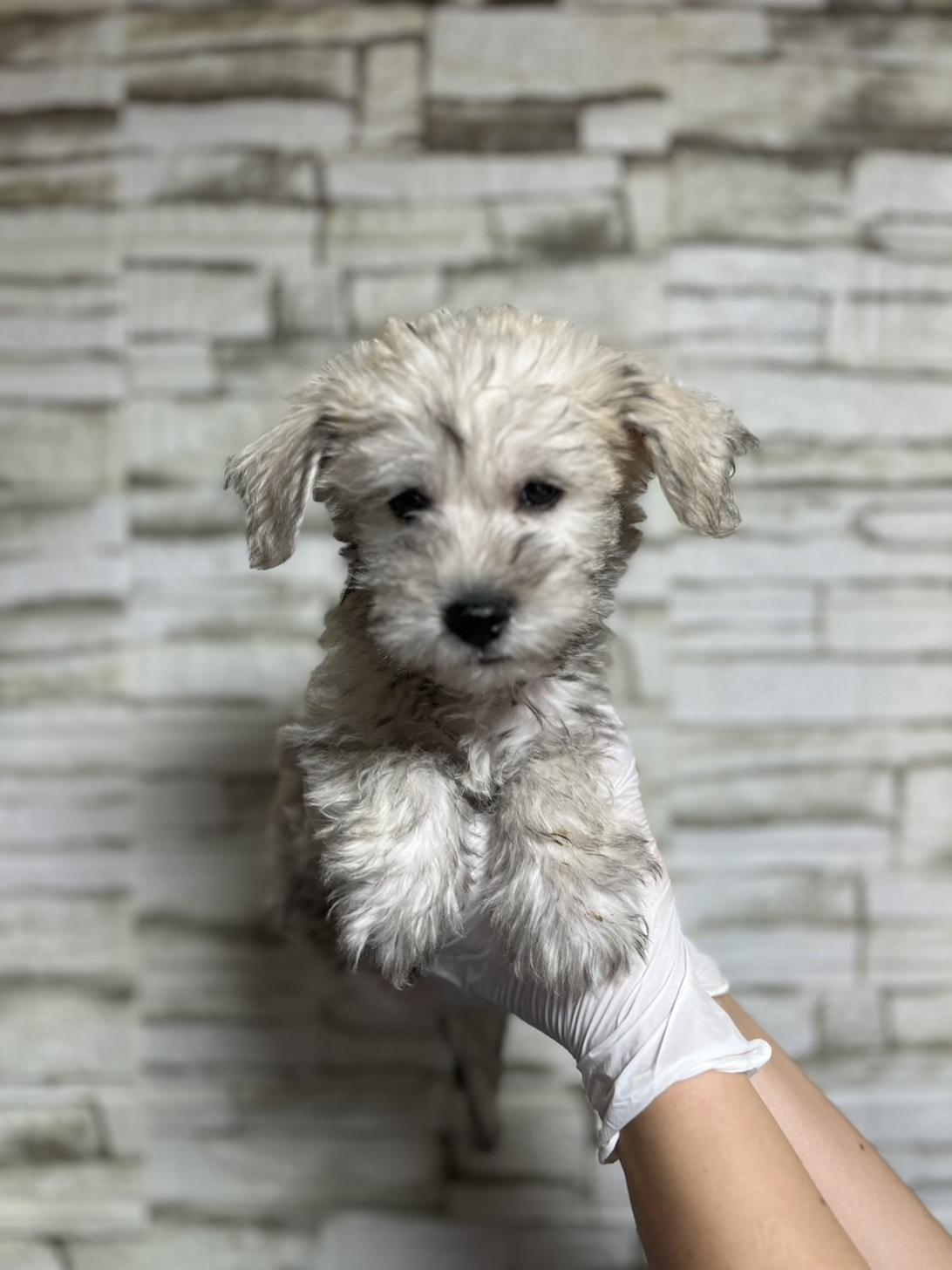 埼玉県のハーフ犬・ミックス犬 (ペッツスマイル南中野店/2025年7月22日生まれ/男の子/フォーン)の子犬の2枚目の画像