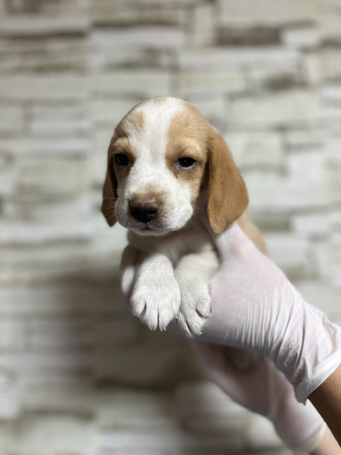 埼玉県のビーグル (ペッツスマイル南中野店/2025年8月4日生まれ/男の子/レモンホワイト)の子犬の1枚目の画像