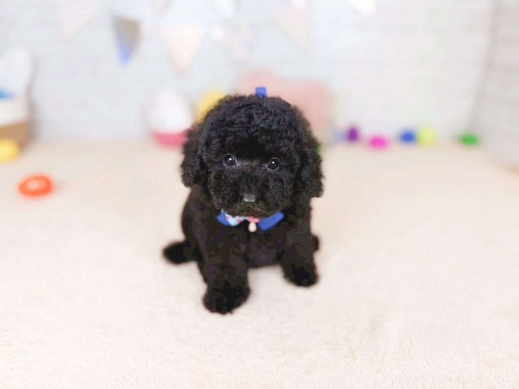 北海道のトイプードル(トイ) (ペットショップだんぼ/2026年5月21日生まれ/男の子/ブラック)の子犬の1枚目の画像