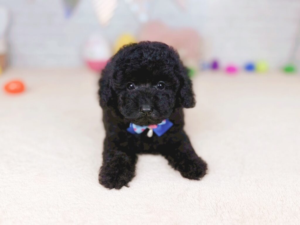 北海道のトイプードル(トイ) (ペットショップだんぼ/2026年5月21日生まれ/男の子/ブラック)の子犬の3枚目の画像