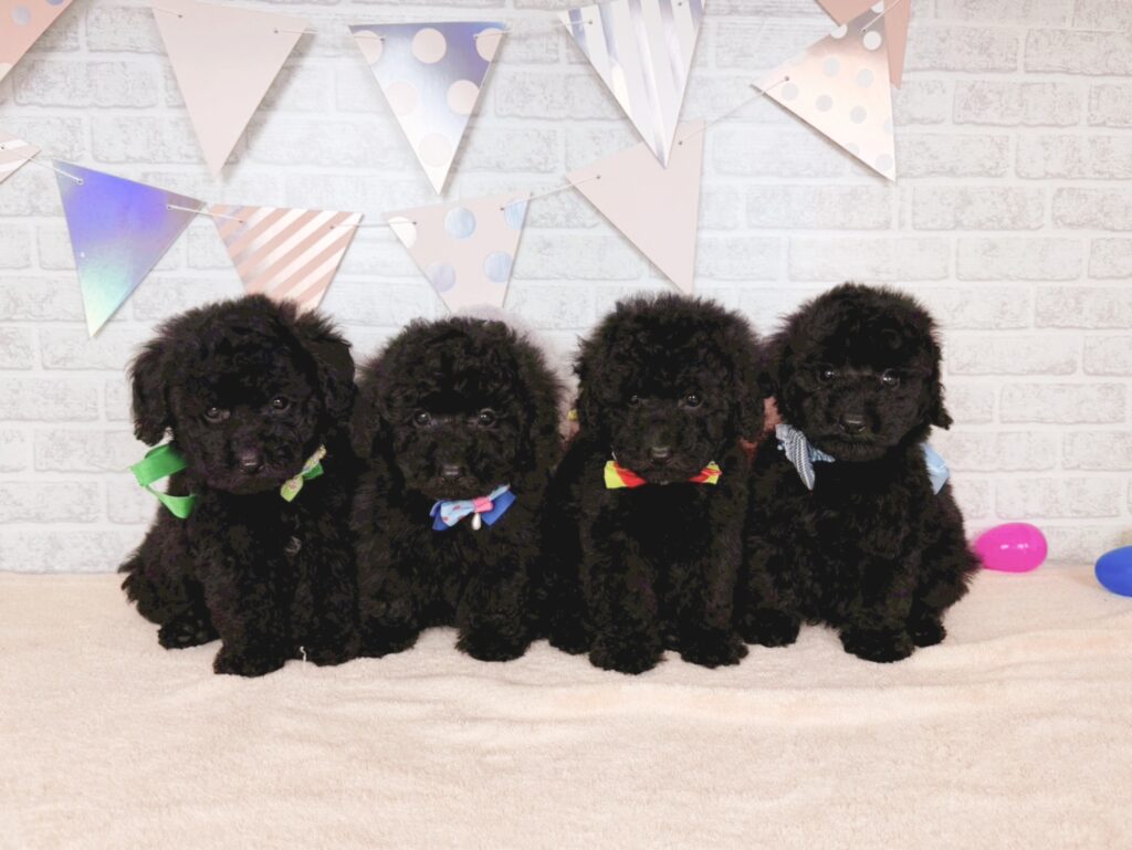 北海道のトイプードル(トイ) (ペットショップだんぼ/2026年5月21日生まれ/男の子/ブラック)の子犬の4枚目の画像