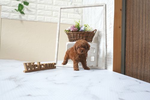 滋賀県のトイプードル(トイ) (いっぷく湖南店/2025年7月27日生まれ/女の子/レッドフォーン)の子犬の2枚目の画像