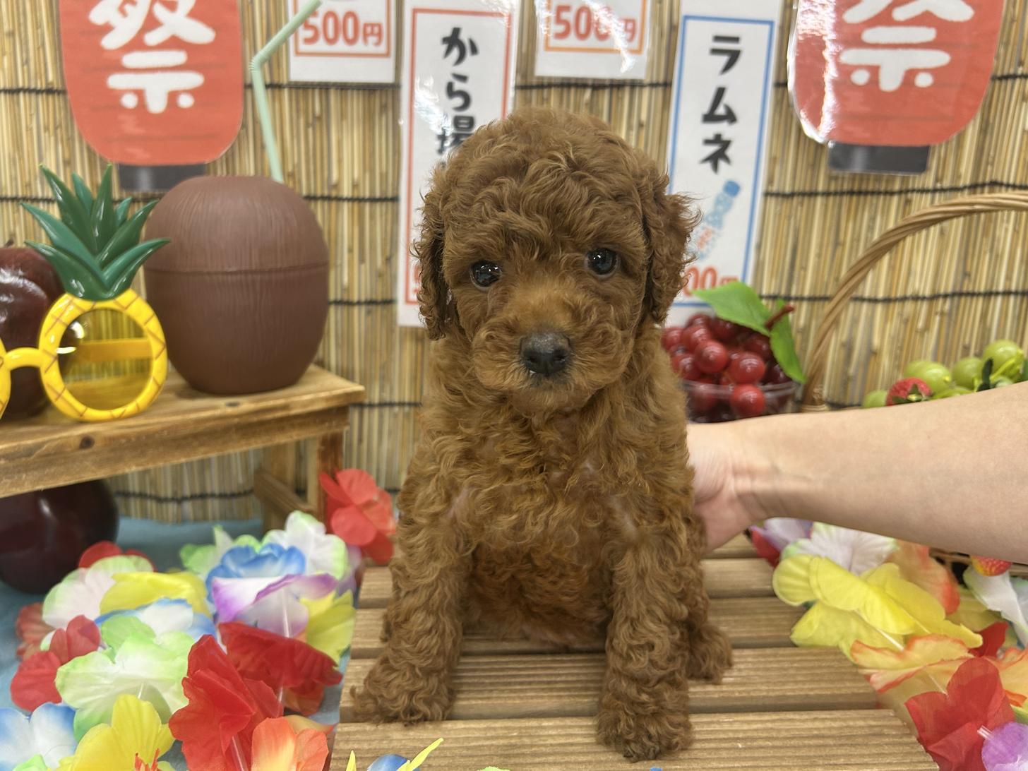 北海道のトイプードル(トイ) (ラブワンコ カインズ大曲店/2026年8月27日生まれ/女の子/レッドフォーン)の子犬