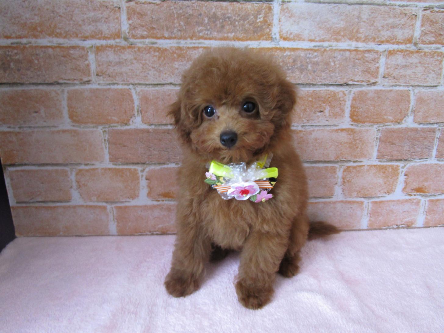 宮城県のトイプードル(トイ) (ズーズーカンパニー 八乙女店/2026年2月14日生まれ/女の子/レッド)の子犬の1枚目の画像