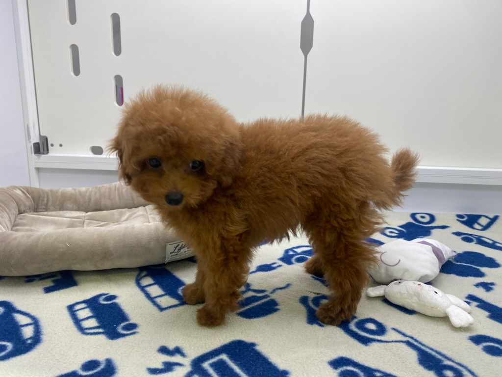 宮城県のトイプードル(トイ) (ズーズーカンパニー 八乙女店/2026年2月14日生まれ/女の子/レッド)の子犬の2枚目の画像