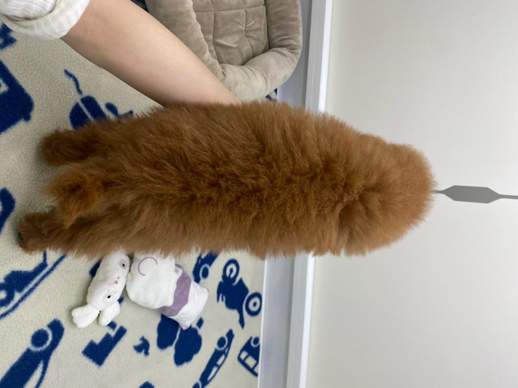 宮城県のトイプードル(トイ) (ズーズーカンパニー 八乙女店/2026年2月14日生まれ/女の子/レッド)の子犬の3枚目の画像