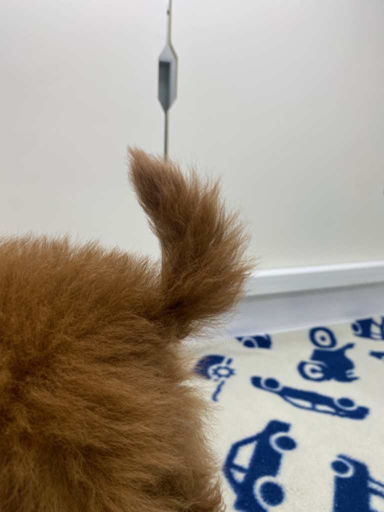 宮城県のトイプードル(トイ) (ズーズーカンパニー 八乙女店/2026年2月14日生まれ/女の子/レッド)の子犬の4枚目の画像