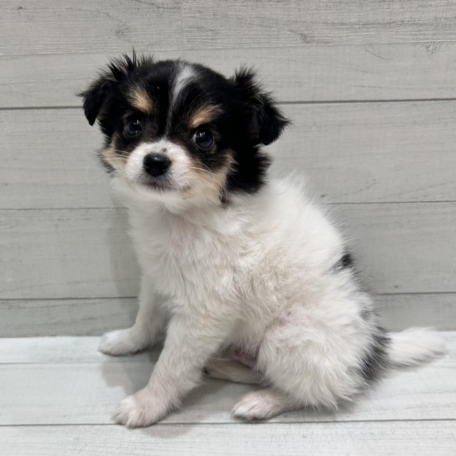 千葉県のチワワ(ロング) (ペピカあびこ店/2026年1月10日生まれ/男の子/その他色)の子犬