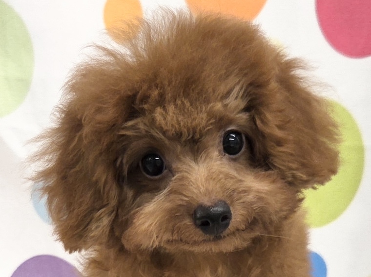 愛知県のトイプードル(トイ) (ハピースペット春日井アミーゴ店/2026年6月8日生まれ/男の子/レッドフォーン)の子犬の2枚目の画像