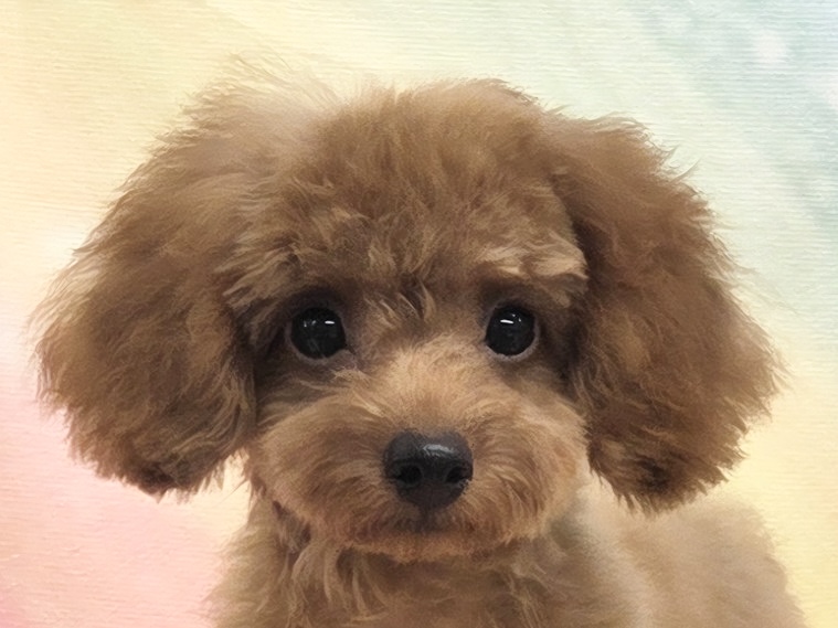 愛知県のトイプードル(トイ) (ハピースペット春日井アミーゴ店/2026年6月8日生まれ/男の子/レッドフォーン)の子犬の2枚目の画像