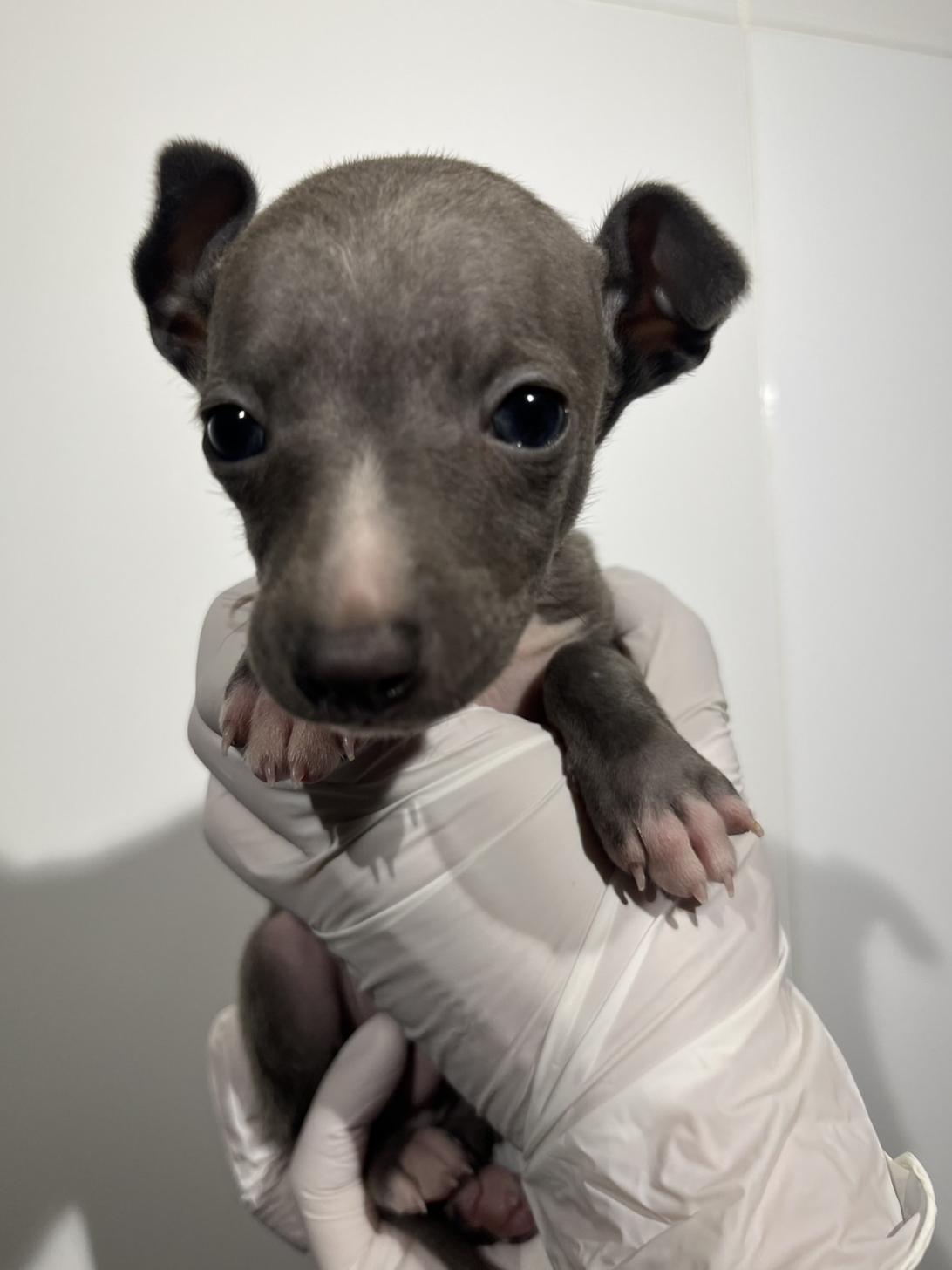 埼玉県のイタリアングレーハウンド (ペッツスマイル加須インター店/2025年11月7日生まれ/男の子/ブルーホワイト)の子犬の1枚目の画像