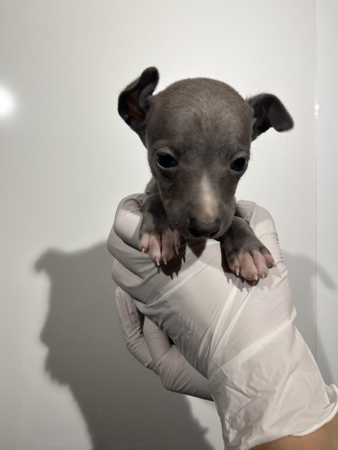 埼玉県のイタリアングレーハウンド (ペッツスマイル加須インター店/2025年11月7日生まれ/男の子/ブルーホワイト)の子犬の2枚目の画像