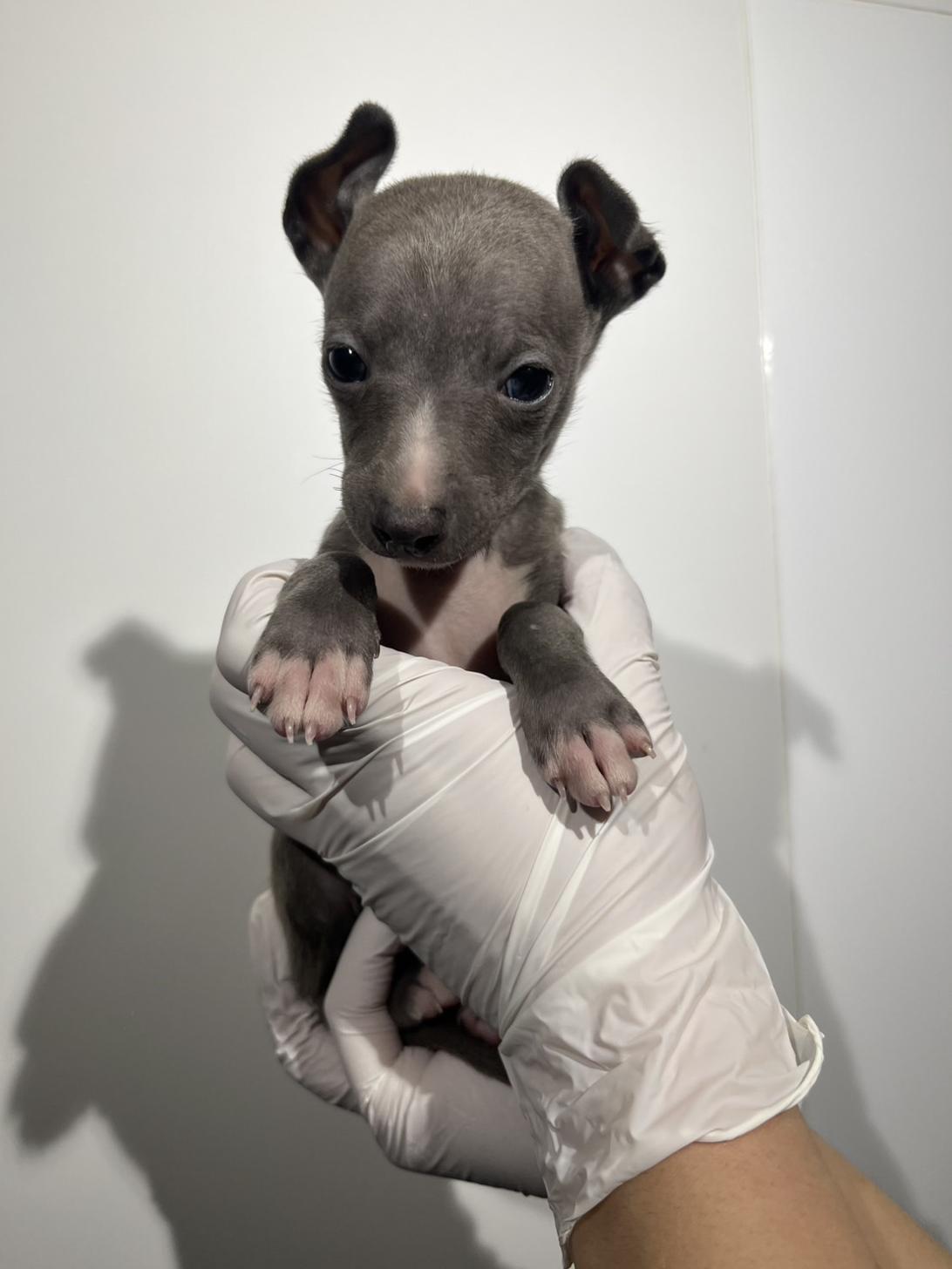 埼玉県のイタリアングレーハウンド (ペッツスマイル加須インター店/2025年11月7日生まれ/男の子/ブルーホワイト)の子犬の3枚目の画像