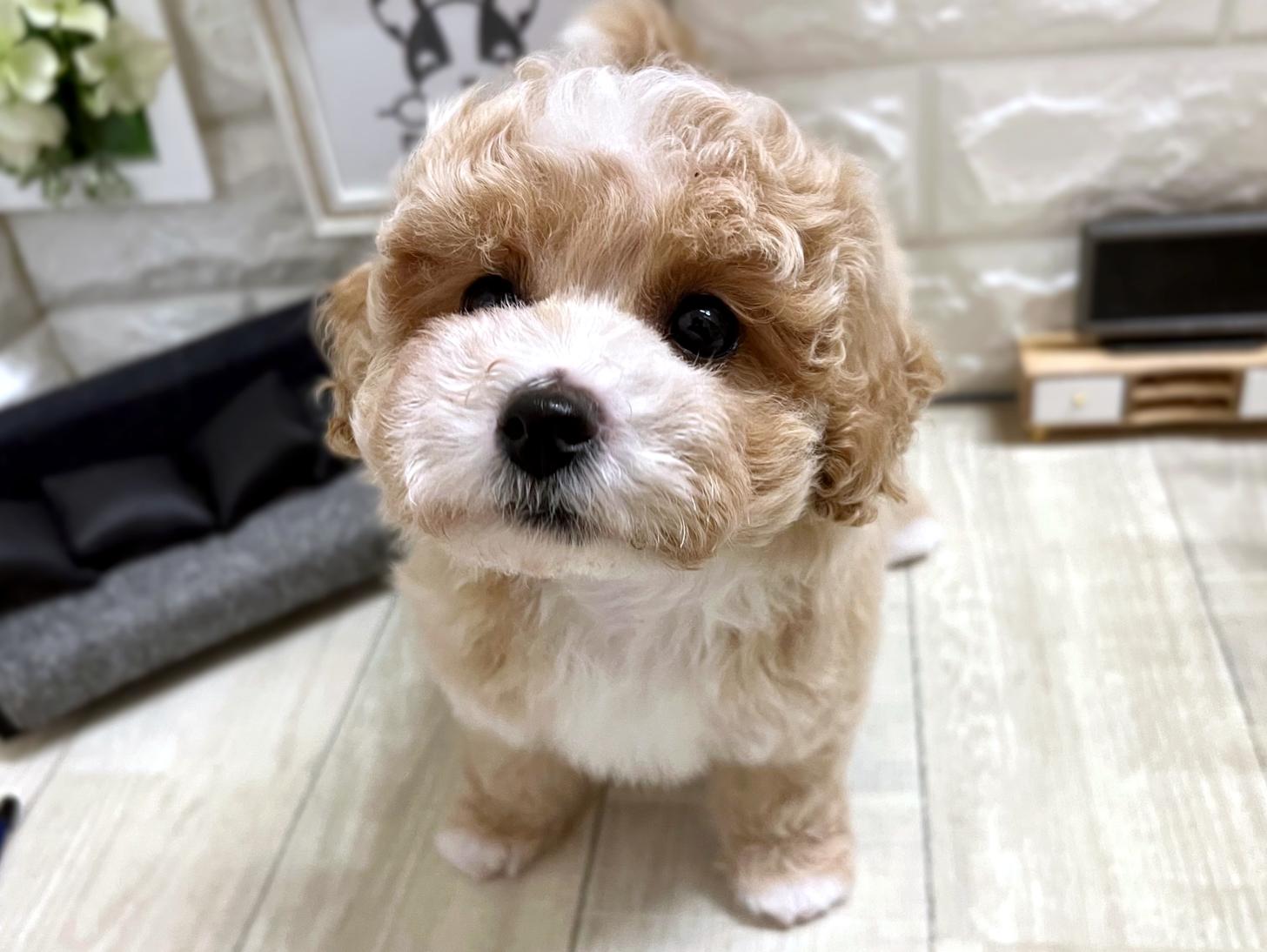 和歌山県のビションプー(ビションフリーゼ×プードル) (DOGMAN和歌山店/2026年3月14日生まれ/女の子/レッドホワイト)の子犬の2枚目の画像