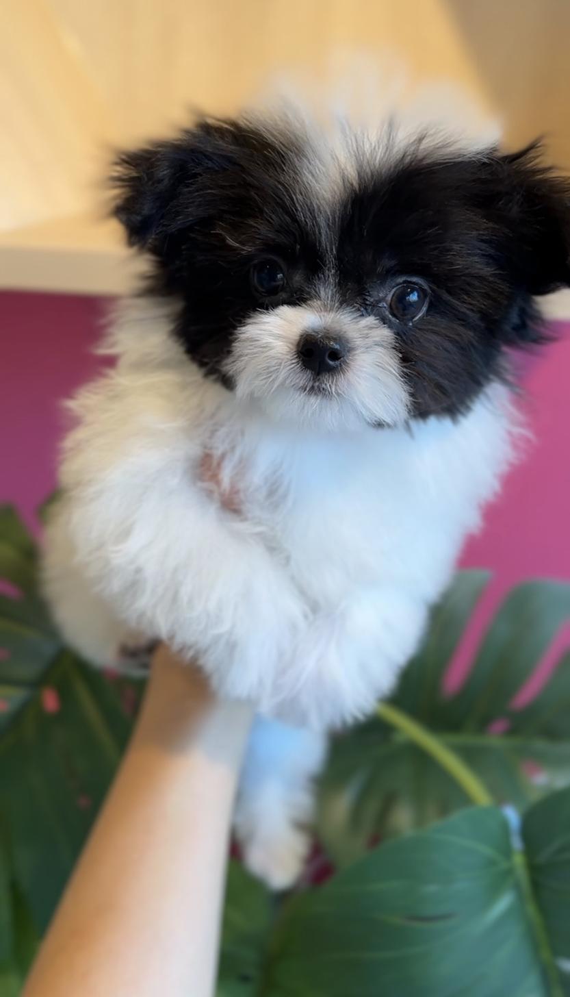 埼玉県のポメマル/マルポメ(ポメラニアン×マルチーズ) (PET SHOP Tiny tales/2025年10月28日生まれ/男の子/パーティーカラー)の子犬の1枚目の画像