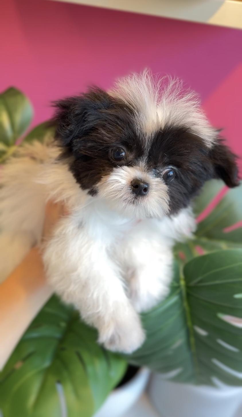 埼玉県のポメマル/マルポメ(ポメラニアン×マルチーズ) (PET SHOP Tiny tales/2025年10月28日生まれ/男の子/パーティーカラー)の子犬の2枚目の画像