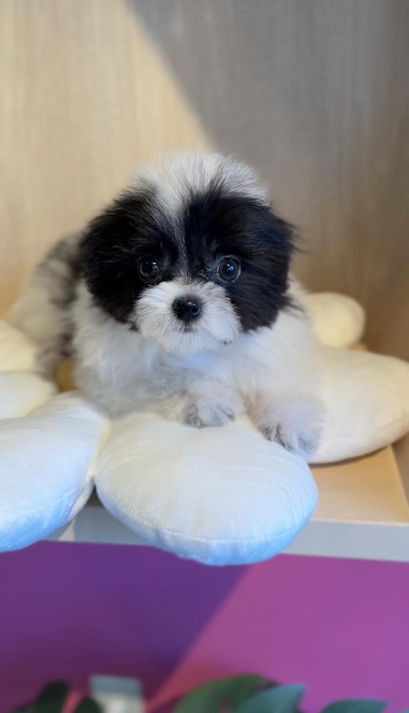 埼玉県のポメマル/マルポメ(ポメラニアン×マルチーズ) (PET SHOP Tiny tales/2025年10月28日生まれ/男の子/パーティーカラー)の子犬の3枚目の画像