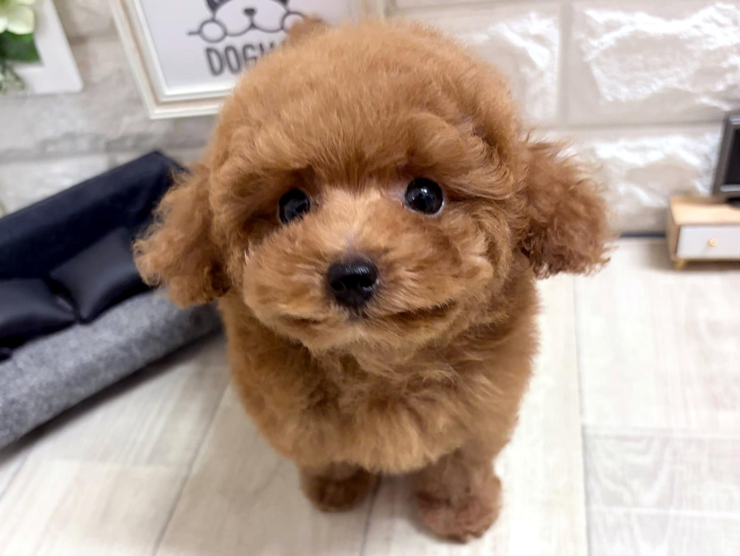 大阪府のトイプードル(タイニー) (DOGMAN平野瓜破店/2026年7月4日生まれ/男の子/レッドフォーン)の子犬の3枚目の画像