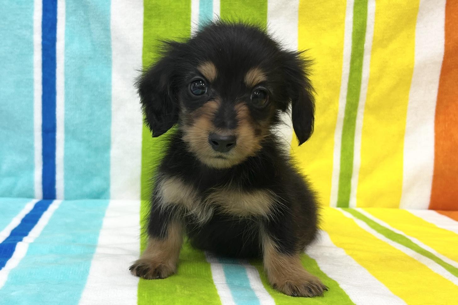 愛知県のミニチュアダックスフンド(ロング) (ハピースペット一宮三条アミーゴ店/2025年9月16日生まれ/女の子/ブラックタン)の子犬の1枚目の画像