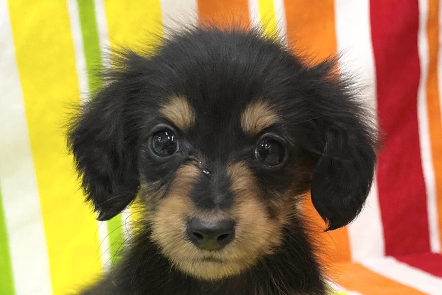 愛知県のミニチュアダックスフンド(ロング) (ハピースペット一宮三条アミーゴ店/2025年9月16日生まれ/女の子/ブラックタン)の子犬の2枚目の画像