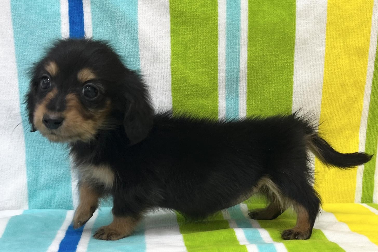 愛知県のミニチュアダックスフンド(ロング) (ハピースペット一宮三条アミーゴ店/2025年9月16日生まれ/女の子/ブラックタン)の子犬の3枚目の画像