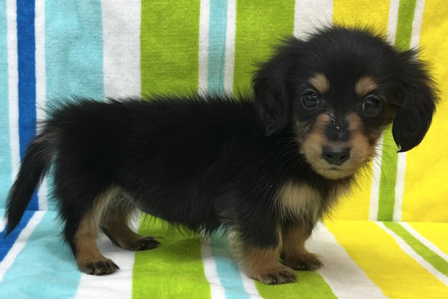 愛知県のミニチュアダックスフンド(ロング) (ハピースペット一宮三条アミーゴ店/2025年9月16日生まれ/女の子/ブラックタン)の子犬の4枚目の画像