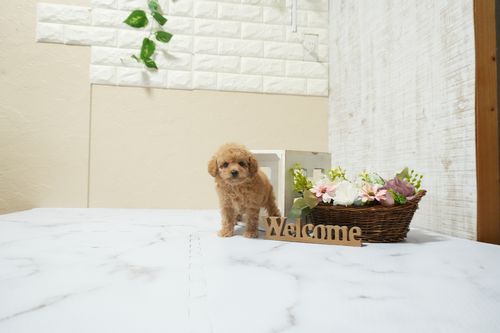 滋賀県のトイプードル(タイニー) (いっぷく湖南店/2026年2月24日生まれ/男の子/オレンジフォーン)の子犬の1枚目の画像