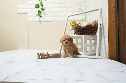 滋賀県のトイプードル(タイニー) (いっぷく湖南店/2026年2月24日生まれ/男の子/オレンジフォーン)の子犬の2枚目の画像