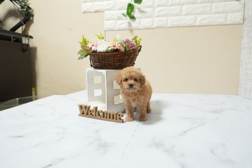 滋賀県のトイプードル(タイニー) (いっぷく湖南店/2026年2月24日生まれ/男の子/オレンジフォーン)の子犬の3枚目の画像