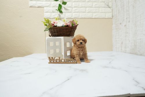 滋賀県のトイプードル(タイニー) (いっぷく湖南店/2026年2月24日生まれ/男の子/オレンジフォーン)の子犬の4枚目の画像