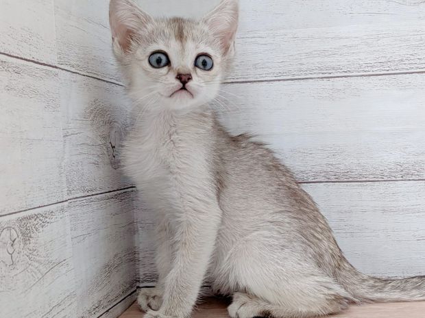 新潟県のシンガプーラ (竹内ペット 新津本店/2026年2月7日生まれ/女の子/セピアアグーティ)の子猫の1枚目の画像