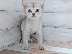 新潟県のシンガプーラ (竹内ペット 新津本店/2026年2月7日生まれ/女の子/セピアアグーティ)の子猫の2枚目の画像